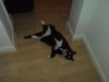 Pubcat_1d.jpg Pubcat_1d.jpg