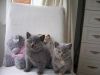 babies_aged_7_weeks_041.jpg babies_aged_7_weeks_041.jpg