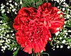Carnations.jpg