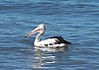 australian_pelican.jpg